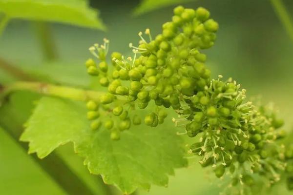 葡萄开花前后怎样管理，花期前和花开后都要追肥处理
