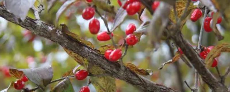 山茱萸什么时候种