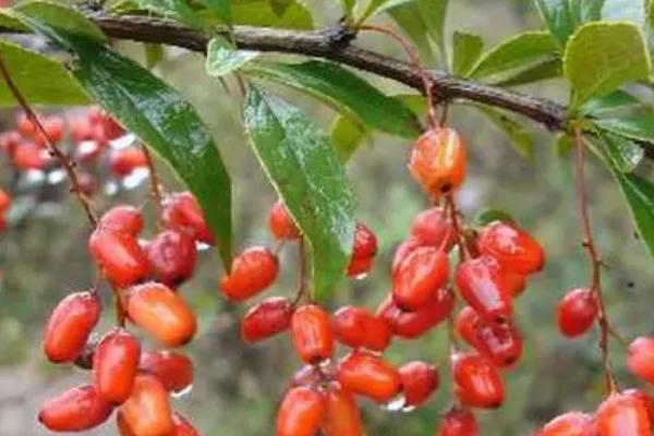 山茱萸什么时候种，最好选在春季