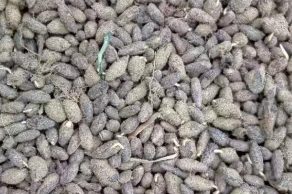 山茱萸什么时候种，最好选在春季