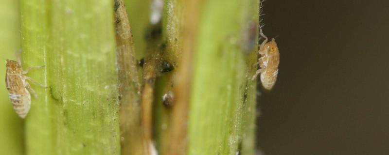 白飞虱和白粉虱的区别