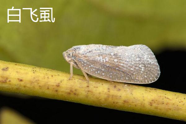 白飞虱和白粉虱的区别，白飞虱属于飞虱科、白粉虱属于粉虱科