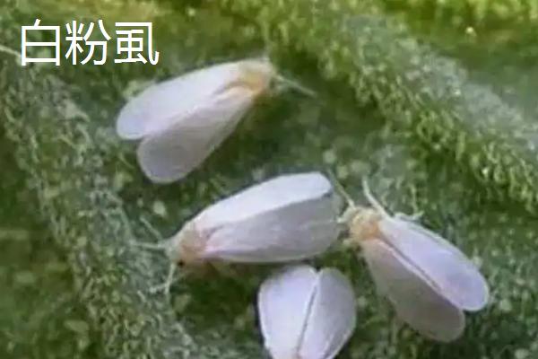 白飞虱和白粉虱的区别，白飞虱属于飞虱科、白粉虱属于粉虱科