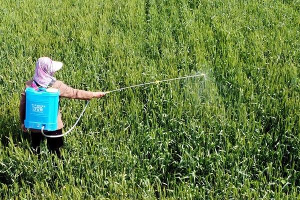 白飞虱和白粉虱的区别，白飞虱属于飞虱科、白粉虱属于粉虱科