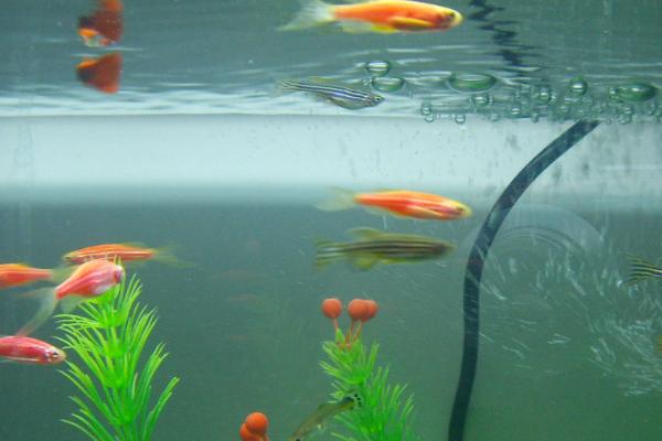 自来水放一夜能去氯吗，至少需要1-3天的时间