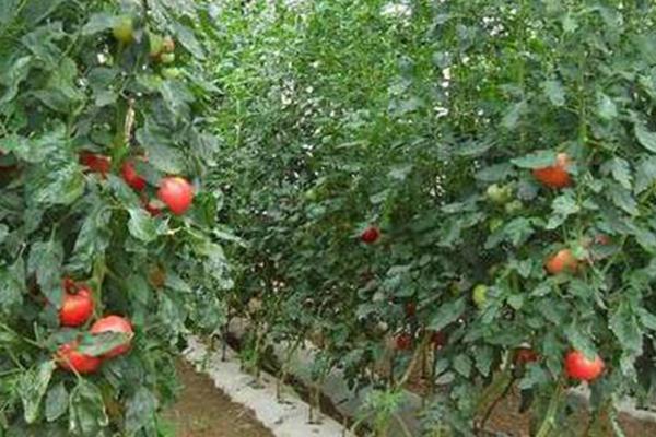 西红柿钻心虫如何防治，可药物防治也可农业防治