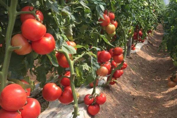 西红柿钻心虫如何防治，可药物防治也可农业防治