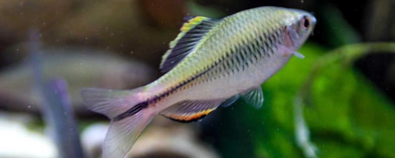 鱼身上长白点怎么办