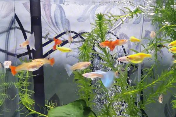 鱼身上长白点怎么办，首先要及时换水