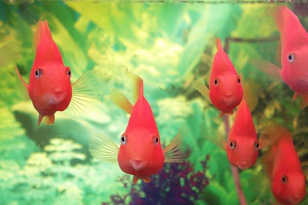 鱼身上长白点怎么办，首先要及时换水