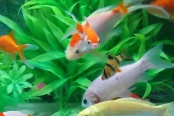 鱼身上长白点怎么办，首先要及时换水