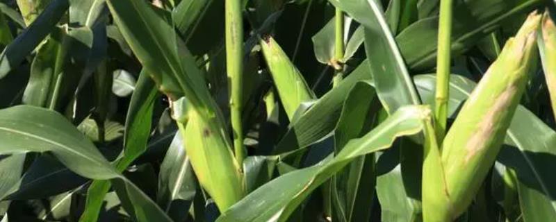 山东哪些玉米品种抗锈病
