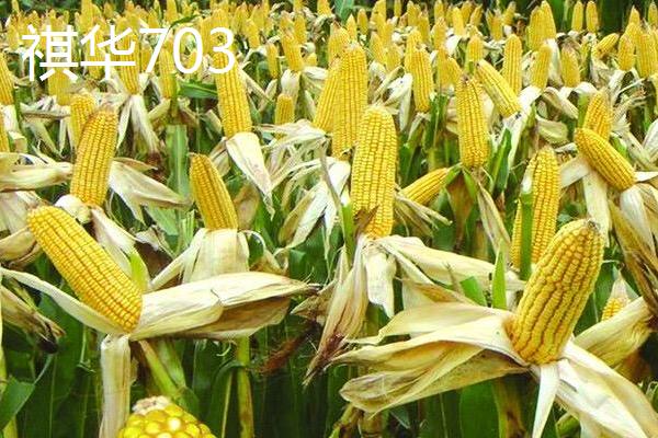 山东哪些玉米品种抗锈病，包括祺华703、嘉禧100、MY73等品种