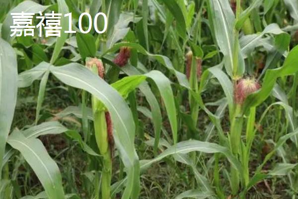 山东哪些玉米品种抗锈病，包括祺华703、嘉禧100、MY73等品种