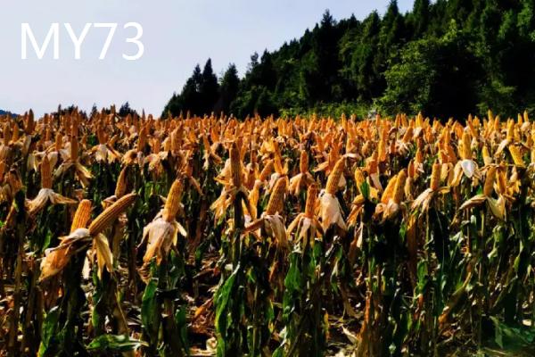 山东哪些玉米品种抗锈病，包括祺华703、嘉禧100、MY73等品种