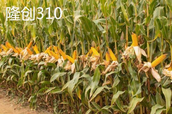 山东哪些玉米品种抗锈病，包括祺华703、嘉禧100、MY73等品种