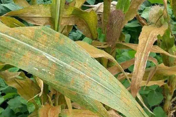 山东哪些玉米品种抗锈病，包括祺华703、嘉禧100、MY73等品种