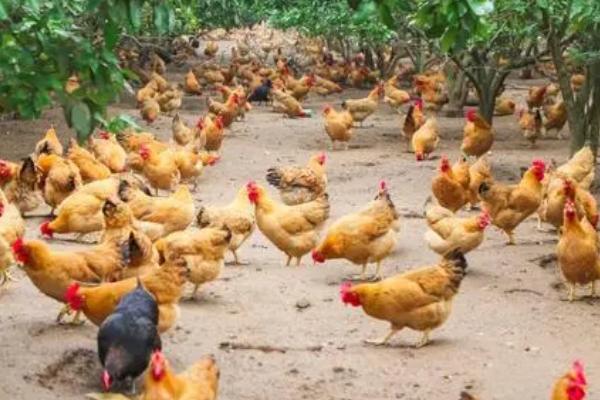 立秋后母鸡不下蛋的原因，多由于气温低或者光照时间不足导致