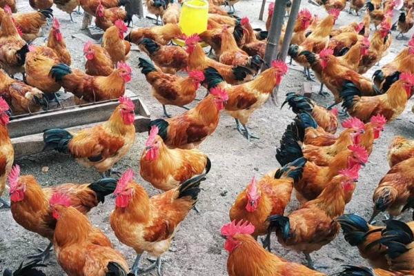 立秋后母鸡不下蛋的原因，多由于气温低或者光照时间不足导致