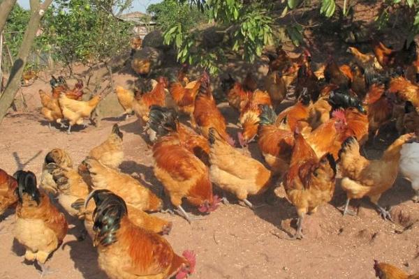 立秋后母鸡不下蛋的原因，多由于气温低或者光照时间不足导致