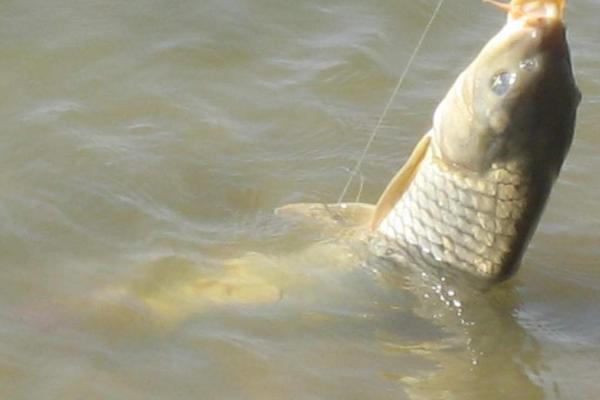 2.0主线适合钓多大鱼，与目标鱼种、作钓环境、季节有关