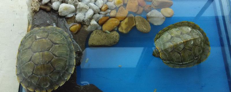 巴西龟认识主人吗