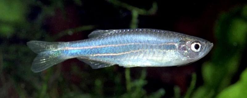 紫金斑马鱼好不好养