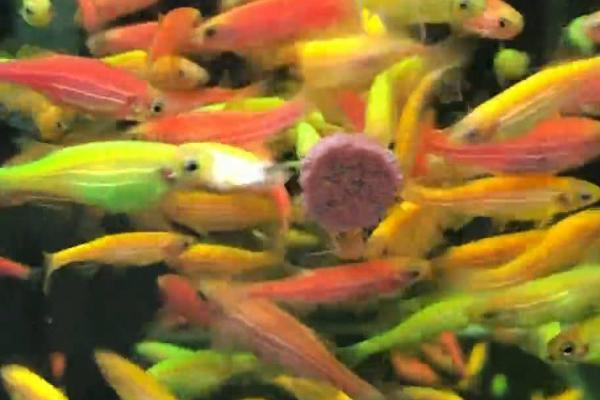 紫金斑马鱼好不好养，适合新手饲养