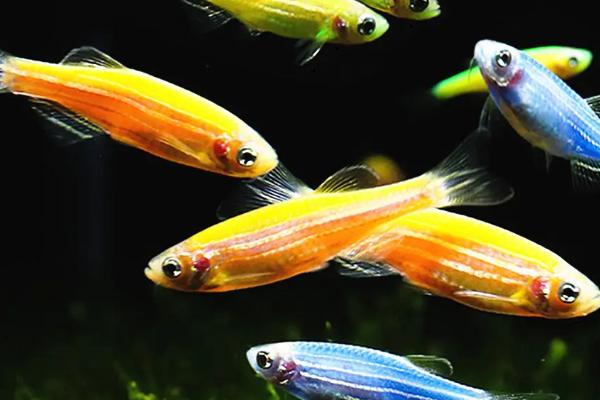 紫金斑马鱼好不好养，适合新手饲养