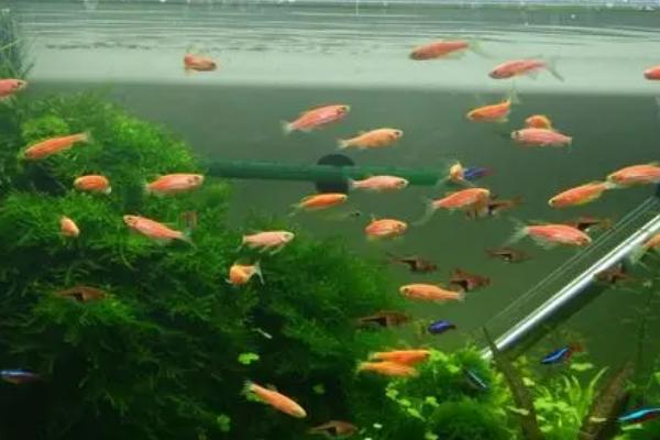 紫金斑马鱼好不好养，适合新手饲养