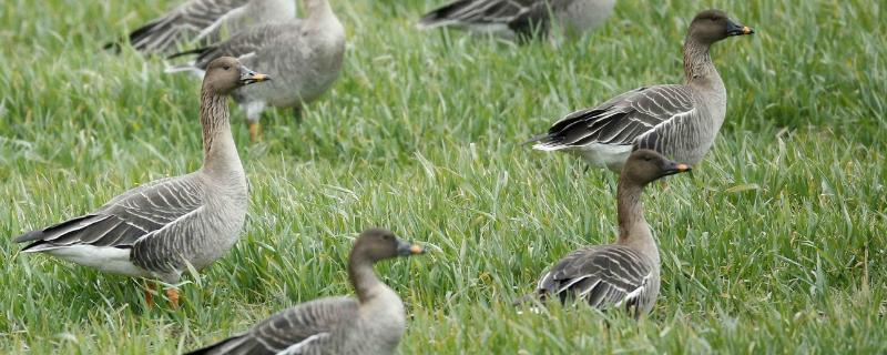 大雁有养殖的吗