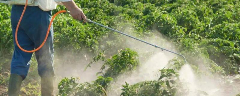 一般农药喷几天可以吃