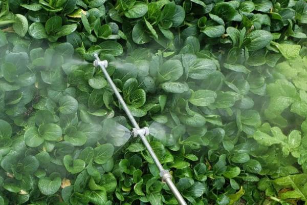 一般农药喷几天可以吃，药效消失的时间长短与季节有关