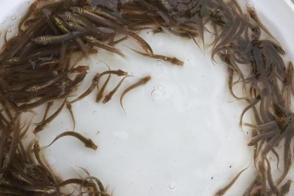 泥鳅苗的价格，大约0.06元左右一尾