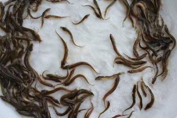 泥鳅苗的价格，大约0.06元左右一尾