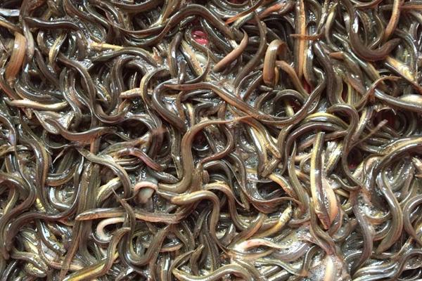 泥鳅苗的价格，大约0.06元左右一尾