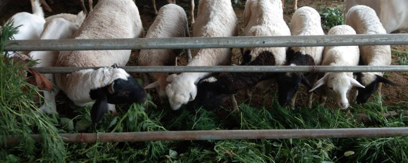 养羊饲料有哪些