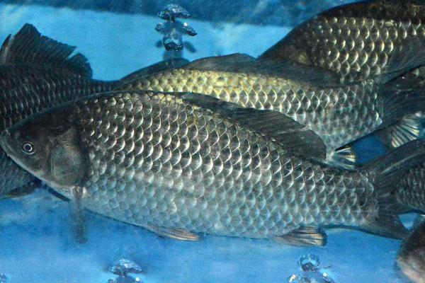 让鲫鱼快速生长的方法，可饲喂富含蛋白质的饲料