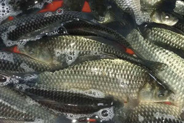 让鲫鱼快速生长的方法，可饲喂富含蛋白质的饲料