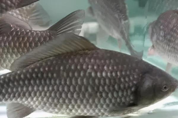 让鲫鱼快速生长的方法，可饲喂富含蛋白质的饲料