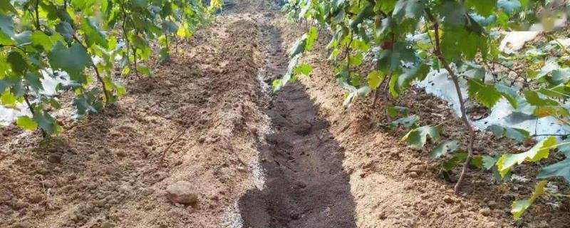 葡萄什么时候施基肥好