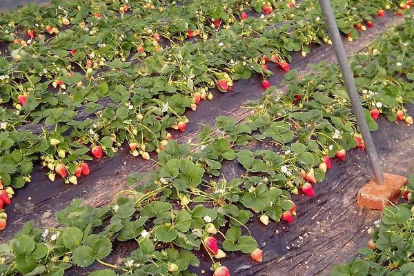 草莓的生长周期，分为6个阶段