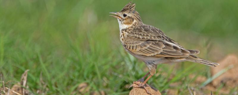 云雀的养殖方法