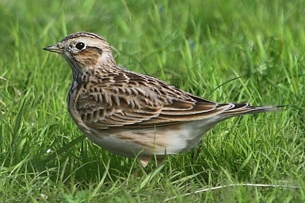 云雀的养殖方法，要定时清洁鸟笼