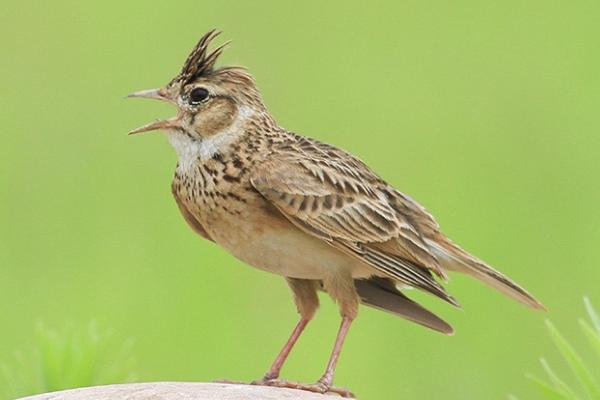 云雀的养殖方法，要定时清洁鸟笼