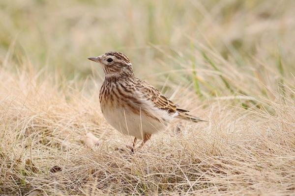 云雀的养殖方法，要定时清洁鸟笼