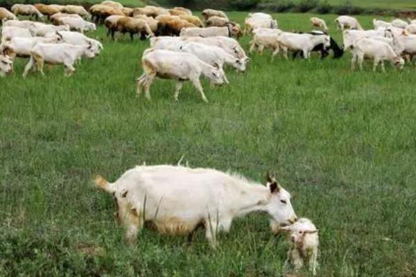 羊误食草甘膦会死亡吗，误食较多会中毒死亡