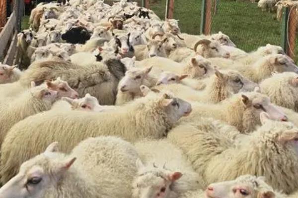 羊误食草甘膦会死亡吗，误食较多会中毒死亡