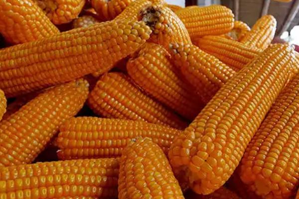 易安119玉米品种的特性，中抗茎腐病