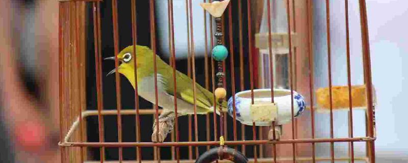 绣眼鸟为什么只小叫不大叫